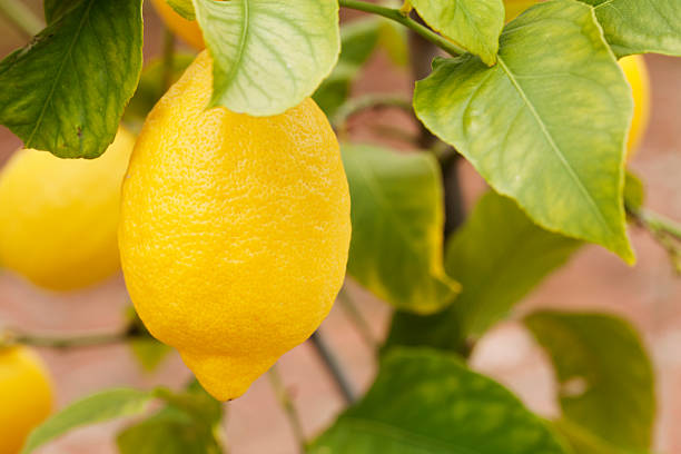 istock Close-up view of lemons hanging on a tree 173854689
