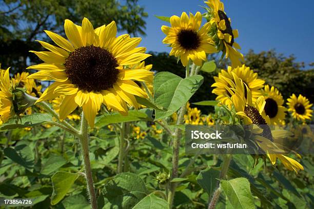 Foto de Girassóis e mais fotos de stock de Agricultura - Agricultura, Amarelo, Azul