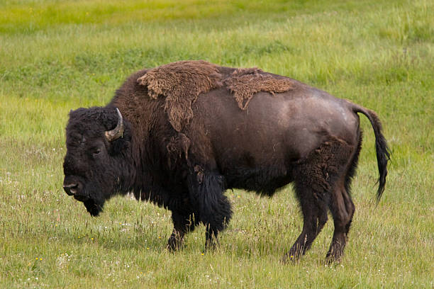 istock American Bison Buffalo molting in spring 173854806