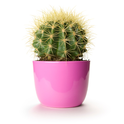 Isolated cactus in a pink flowerpot.