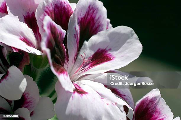 Purple Geranie Stockfoto und mehr Bilder von Baumblüte - Baumblüte, Blume, Fotografie