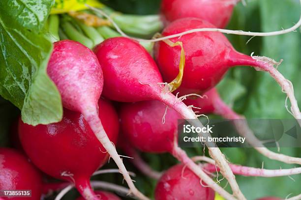 Photo libre de droit de Vives Gros Plan Macro Radishes Biologiques À Farmers Market banque d'images et plus d'images libres de droit de Radis