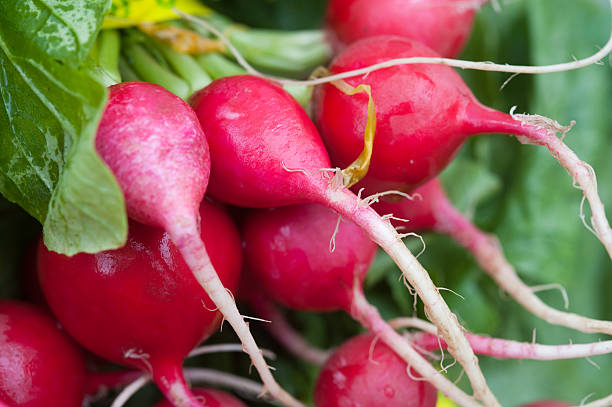 Close-up of red radishes with green leaves stock photo