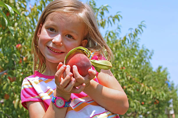 istock Young girl with self-picked peach 173855149