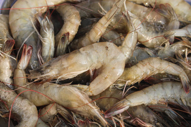 istock Pile of Vannamei Shrimp 1738551873
