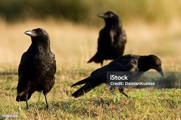 Carroña Crow Foto de stock y más banco de imágenes de Cuervo - Cuervo, Animal, Color negro