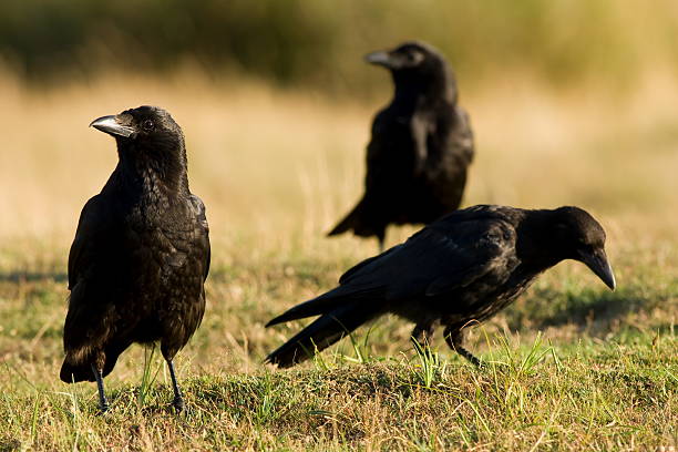 Carniça Crow - fotografia de stock