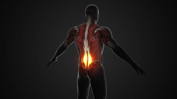 Fibromyalgia or medical conditions of back pain Back pain is a common medical condition that can be caused by a wide range of factors. It can affect people of all ages and can vary in intensity from mild discomfort to severe and debilitating pain. pain points stock pictures, royalty-free photos & images