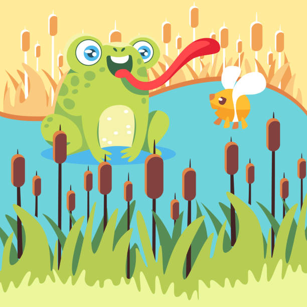 illustrations, cliparts, dessins animés et icônes de illustration vectorielle avec un crapaud et une mouche dans un marais dans un style de dessin animé mignon. - frog catching fly water