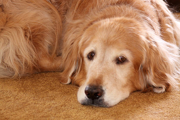 istock Golden Retriever portrait 173856387