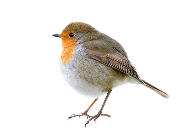 robin (erithacus rubecula) - rubecula imagens e fotografias de stock