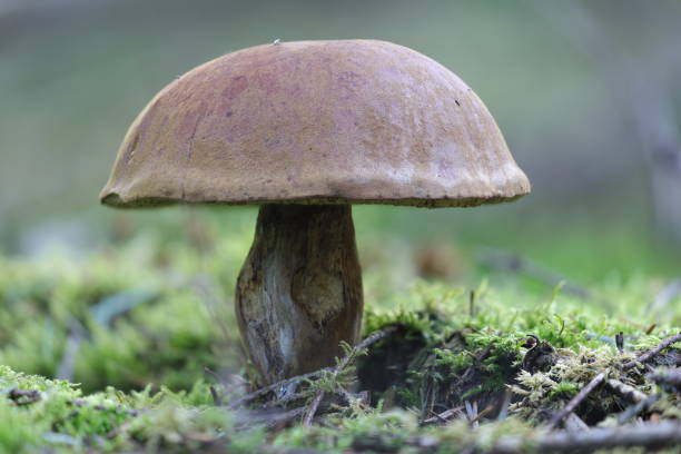 istock The  porcini mushroom, close up from the side. 1738564629