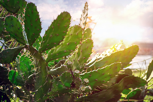Close-up of large green prickly cactus leaves. Against the background of the bright sun.