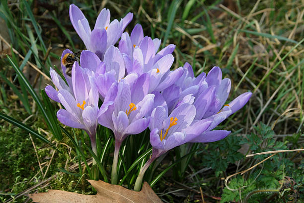 Crocuses, Krokus In February, the first flowers are already blue. krokus flower stock pictures, royalty-free photos & images