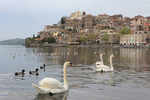 anguillara con cisnes, lago bracciano lazio italia - bracciano fotografías e imágenes de stock