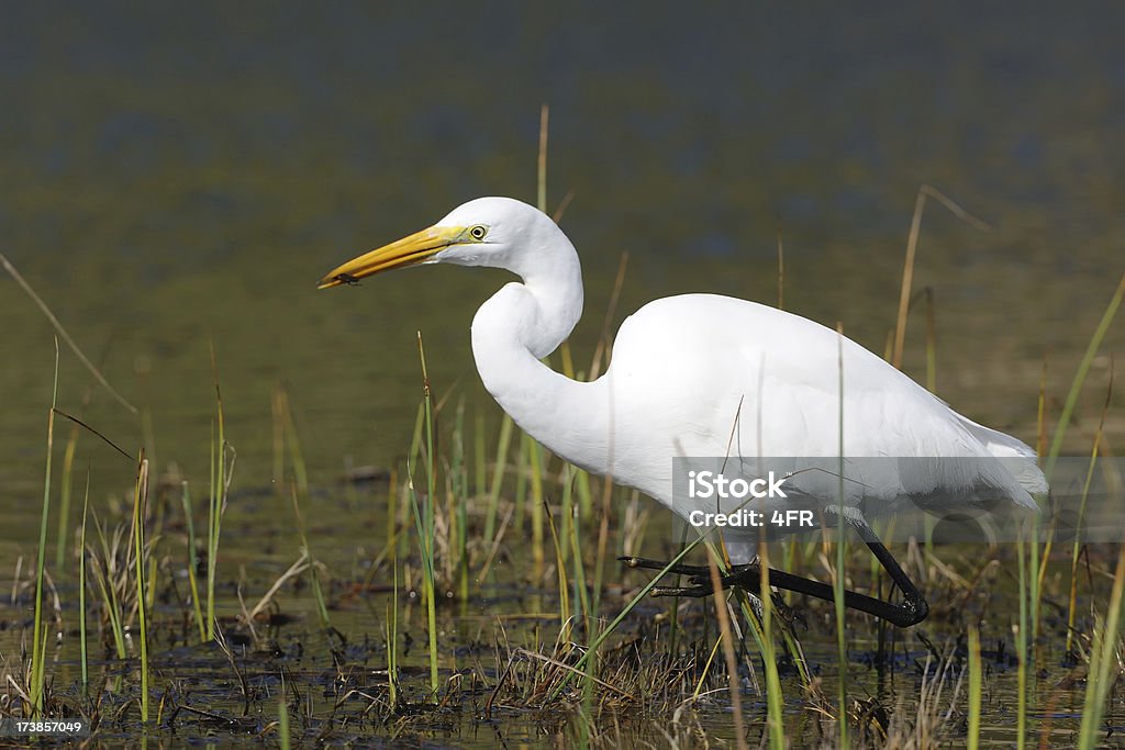 Garça-Branca (garça) com presa na sua bico - Foto de stock de Garça royalty-free