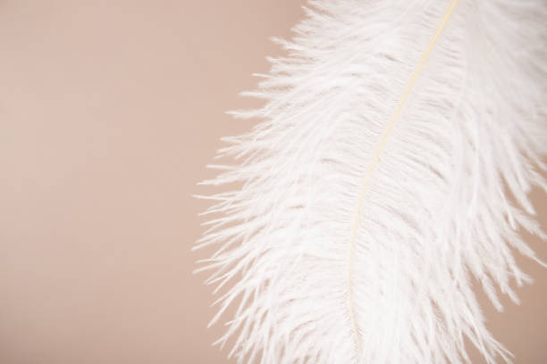 istock Feather on beige background, softness and tenderness, lightness and beauty, minimalist composition 1738574631
