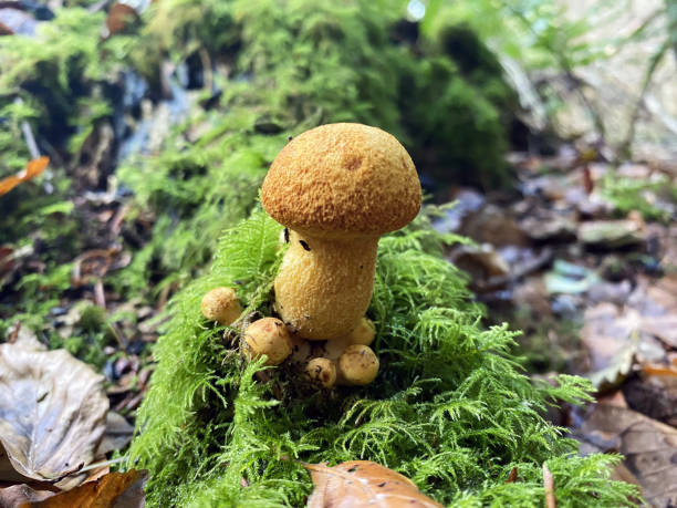 istock A forest mushroom growing among fallen leaves in the woods 1738580242