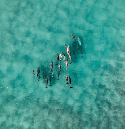 Aerial view of a pod of dolphins swimming in group in a nice warm blue water