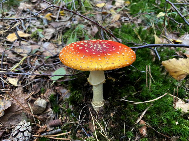 istock A forest mushroom growing among fallen leaves in the woods 1738583842