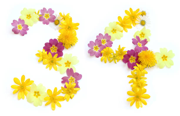 34 number thirty-four made  from freshly picked yellow and pink flowers. for birthday party, anniversaries, wedding celebrations and corporate events, isolated on a white background