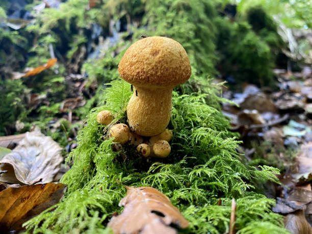 istock A forest mushroom growing among fallen leaves in the woods 1738590991