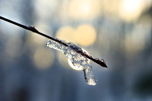 a twig of a tree and ice on it, a winter forest with a shallow depth of field. blurred background in the winter forest