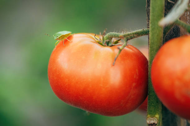 istock Green stink bug on homegrown tomato vegetable fruit in organic garden 1738599324