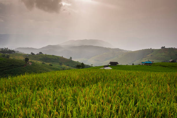 Ban Pa Bong Piang  is a little hamlet of rolling rice terraces nestled in the mountains of Doi Inthanon national park.
