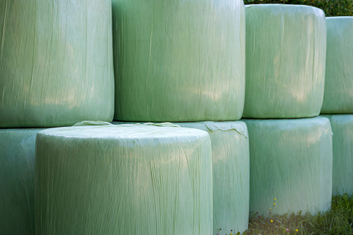Cut grass gathered and rolled in plastic wrapping bales as animal fodder on agricultural farm, selective focus