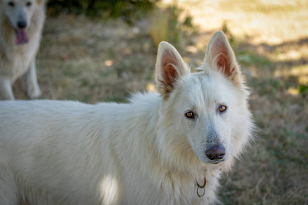 White Swiss Shepherd dog, close-up