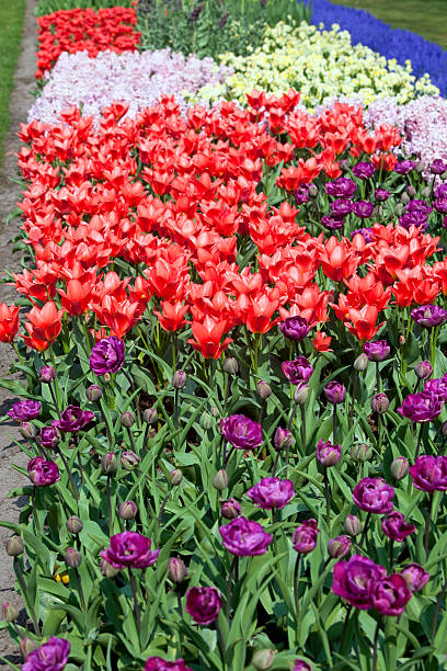 istock Formal Tulip Garden near Amsterdam 173860922