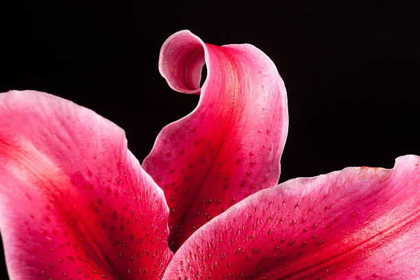 petali di lilium orientalis, concentrati sul centro, close-up di petali - giglio giapponese foto e immagini stock