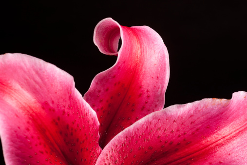Part of a bright pink stargazer or oriental lily with the focus on the curled center petal. Isolated on black.