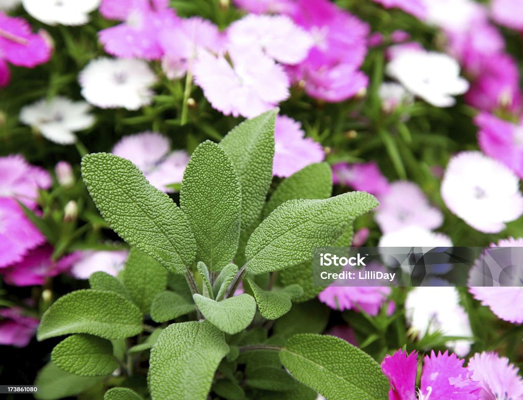 Sage e fiori in giardino - Foto stock royalty-free di Aiuola