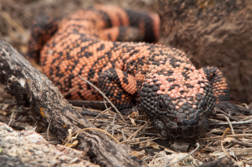 A Gila Monster (Heloderma suspectum) give the camera an impatient look.  Saguaro National Park, Arizona