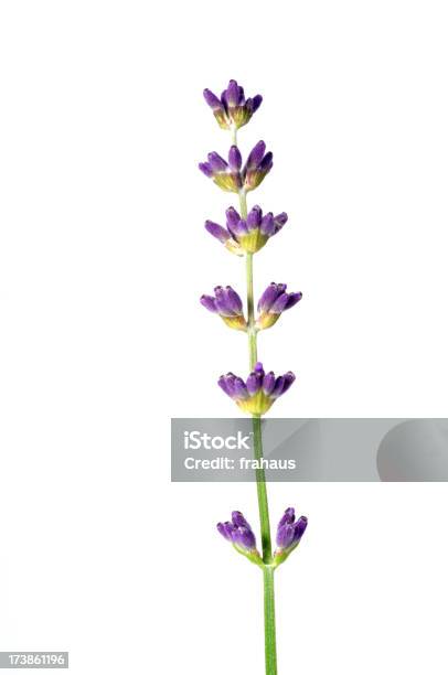 Lavanda Foto de stock y más banco de imágenes de Asistencia sanitaria y medicina - Asistencia sanitaria y medicina, Belleza, Blanco - Color