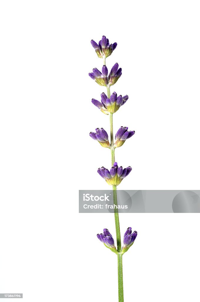 Lavanda - Foto de stock de Beleza royalty-free