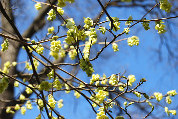 Winter hazel (Corylopsis platypetala) stock photo