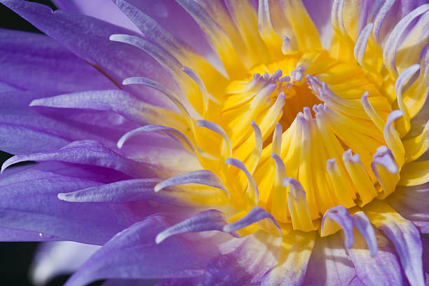istock Yellow In Purple 173861814