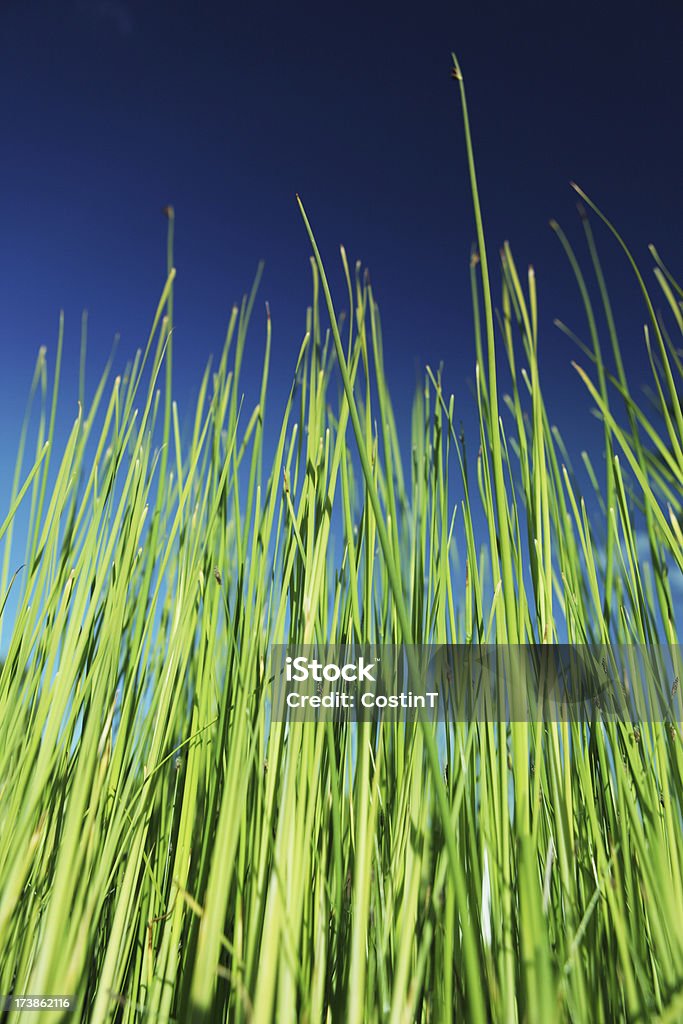 Grass and sky background Grass and sky background. Backgrounds Stock Photo