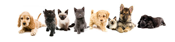 istock cats and dogs 173862245