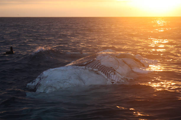 carcass of Bryde's whale, Balaenoptera brydei, partially eaten by great white sharks, Carcharodon carcharias, in False Bay, South Africa stock photo