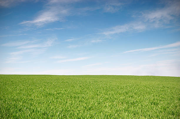 istock Green field and blue skies landscape 173862403