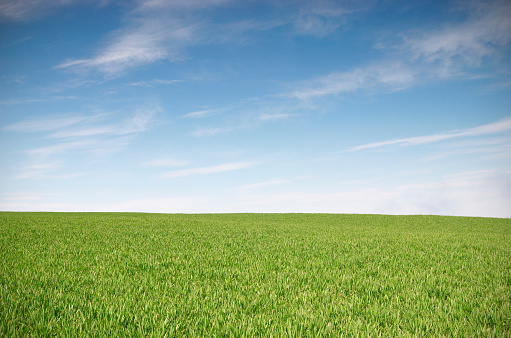 a row of white fair weather clouds, Cumulus humilis, in the blue sky above a green meadow, panorama