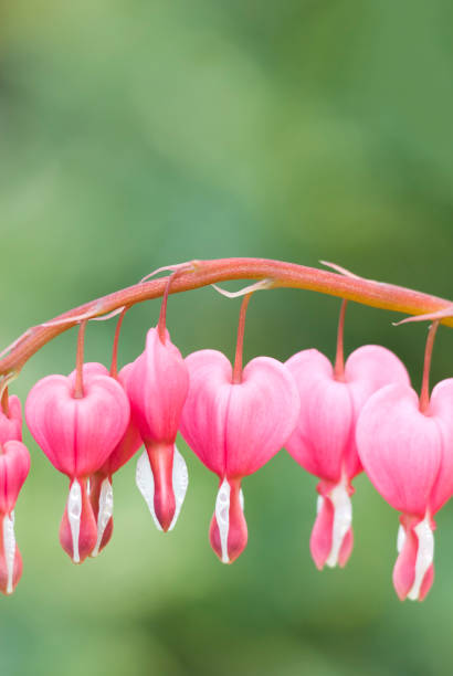istock Bleeding Heart (Dicentra spectabilis) 'Gold Heart' - III 173862450