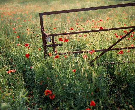 Rusty field gate against evening sun on a glowing poppy field