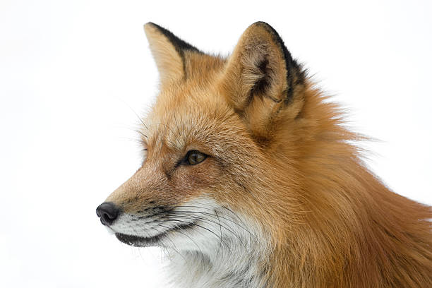 Red Fox Portrait Portrait of a male red fox against a white background. Canon 1D Mark III and 400mm L IS. PLease have look at my other red fox photos. red fox photos stock pictures, royalty-free photos & images
