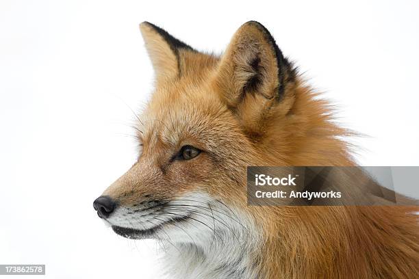 Red Fox Portrait Stock Photo - Download Image Now - Fox, White Background, Red Fox