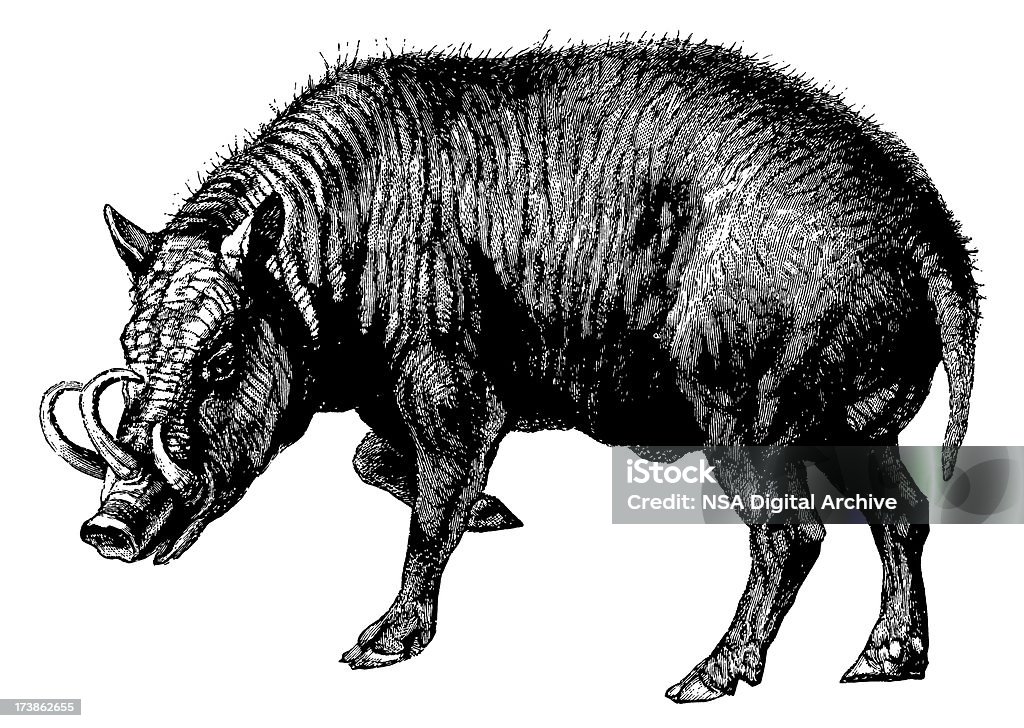Античный животное иллюстрации/Дикая свинья - Стоковые иллюстрации Антиквариат роялти-фри